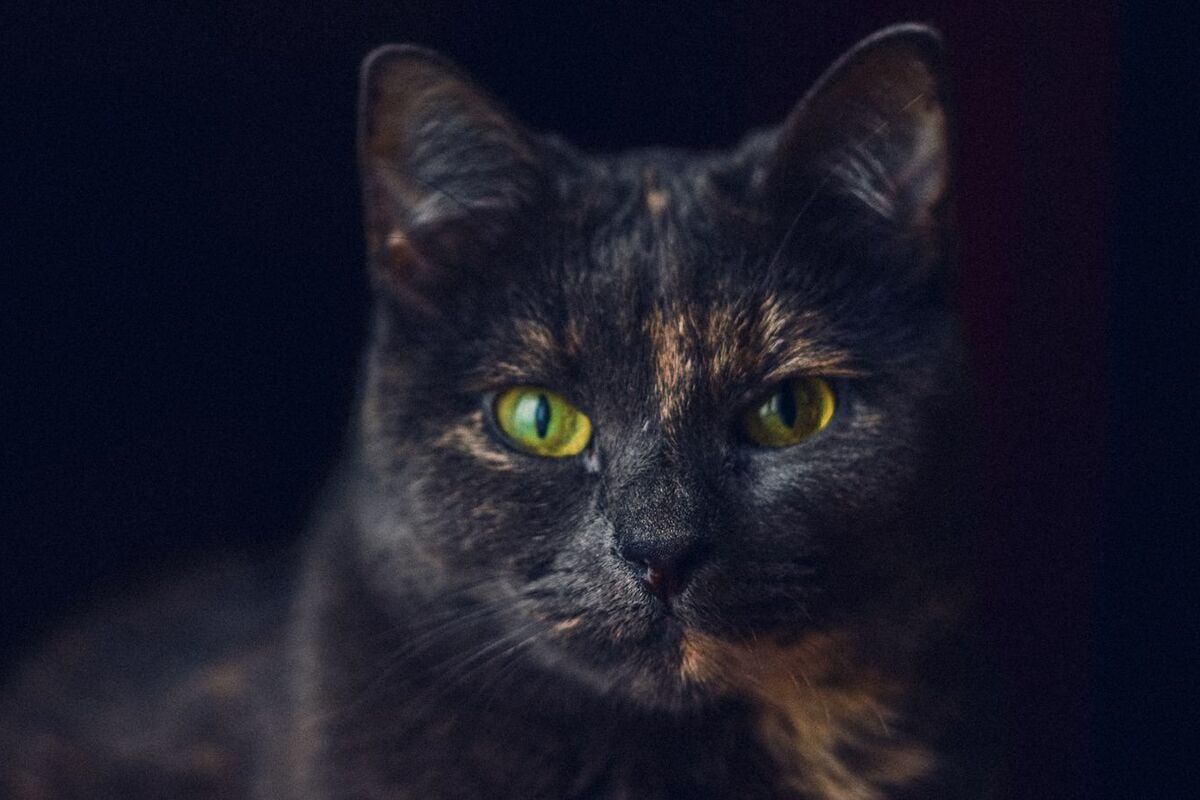 A curious cat looking toward the camera