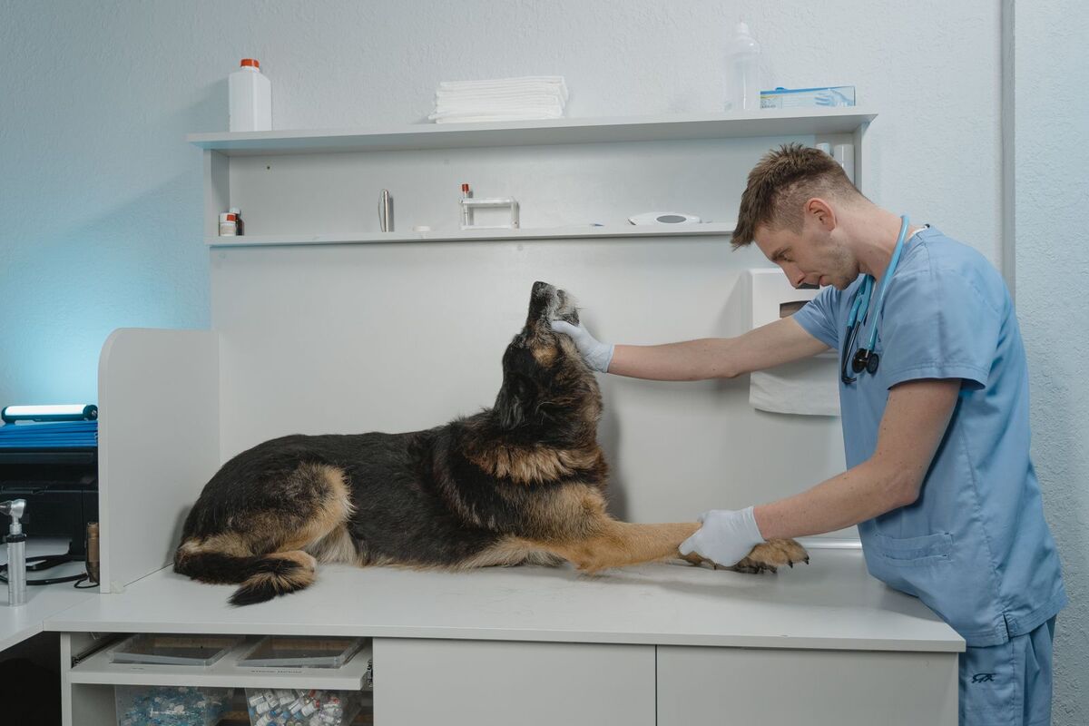 A veterinarian gently examining a dog