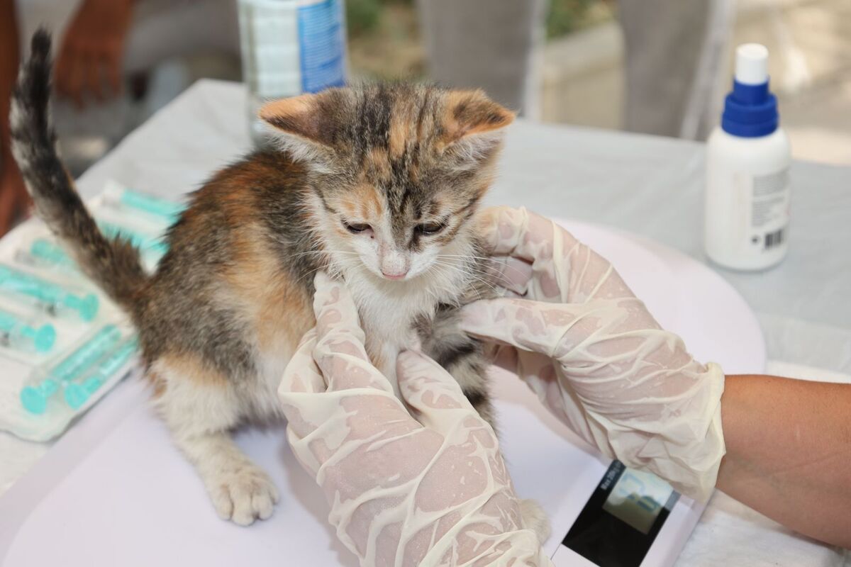 A kitten receiving a gentle veterinary examination