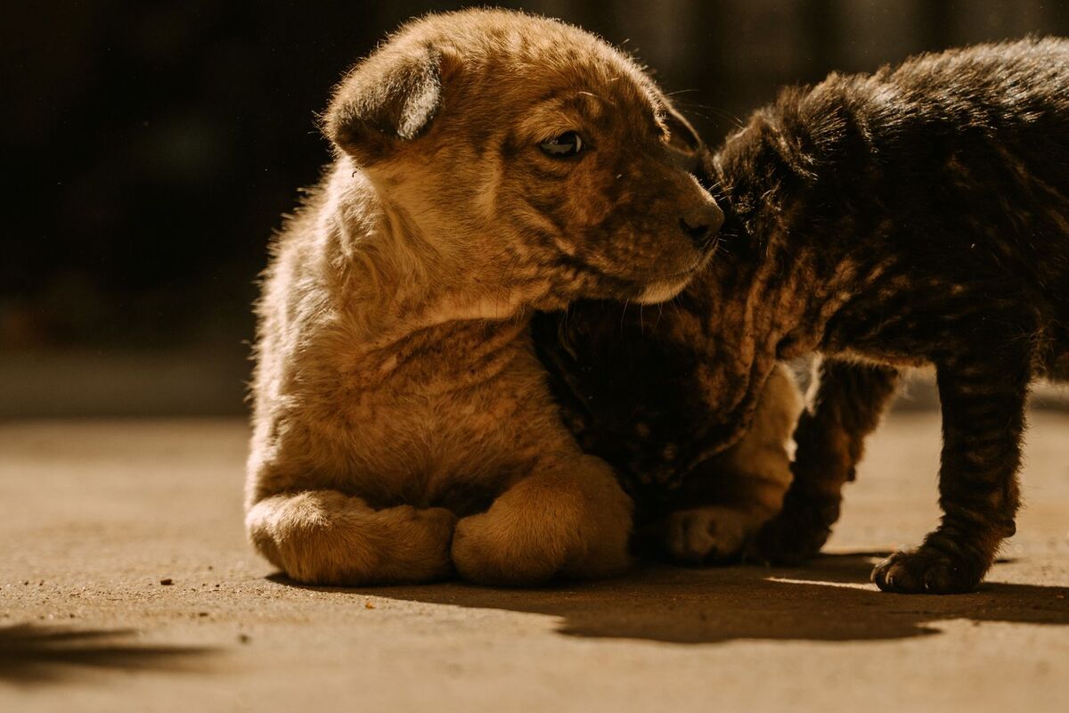 A puppy and kitten sharing a quiet moment